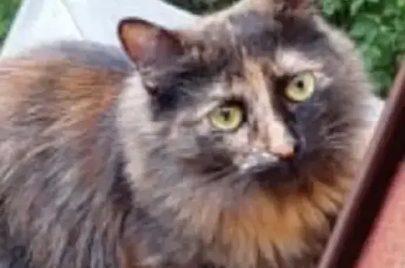 Пропала кошка на Пионерской улице, 1,5 года, коричнево-рыжая