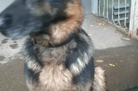 Найдена собака на ул. Кул-Гали, Казань
