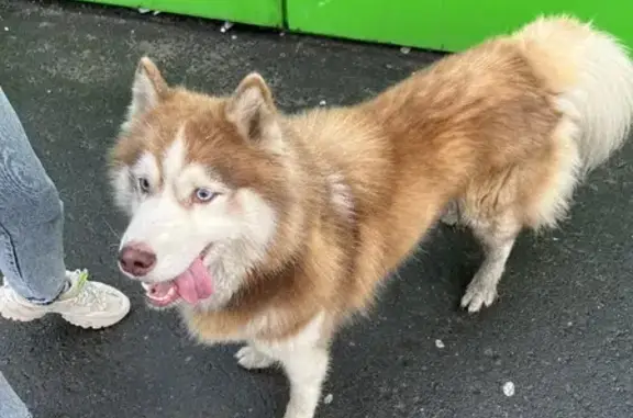 Найдена собака Хаски без ошейника на улице Мира, 6, Мурманск.