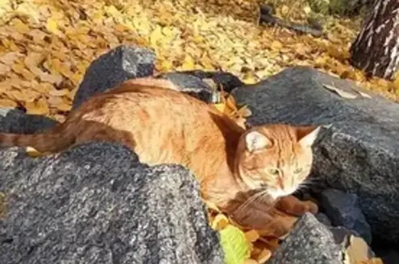 Пропала кошка на Артиллерийской, 104А, Челябинск