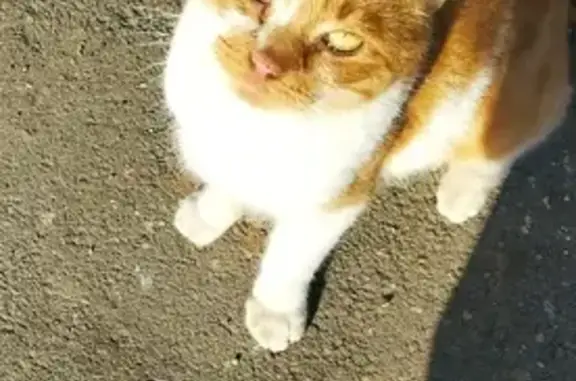 Найдена кошка на остановке 11 проезд, Мясново, Тула