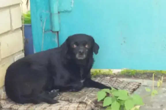Найдена собака на улице Чапаева, Волгоград
