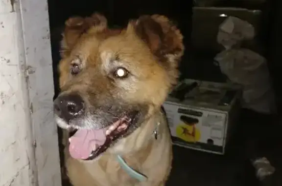 Пропала собака Кучум в Выльгорте, Республика Коми