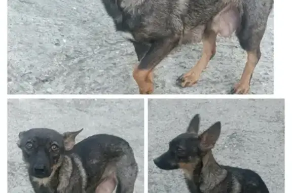 Собака найдена возле Магнита в Сочи, адрес: Виноградный переулок, 2
