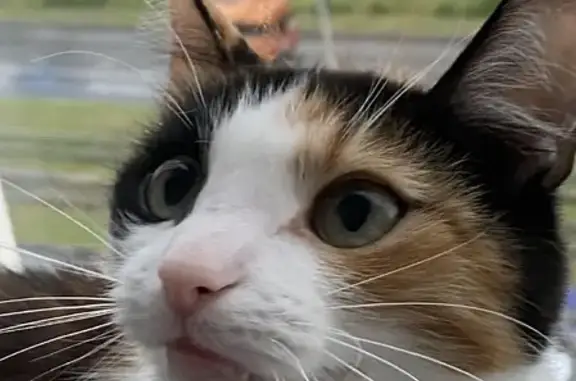 Кошки потеряшки, Ульяновск, фото: Потеряшка кошка Василиса на Камышинской улице, Ульяновск