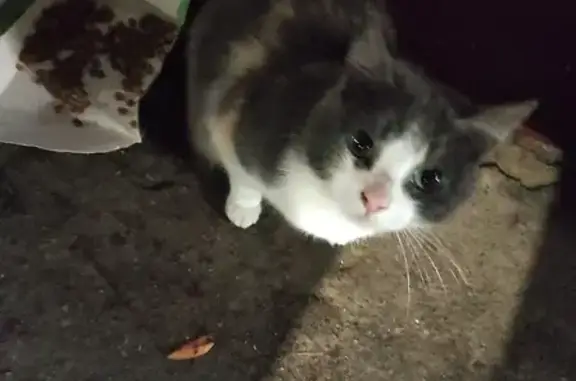 Найдена кошка в Моторном переулке, Нижний Новгород