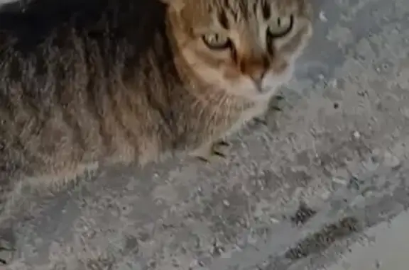 Пропала кошка в переулке Кутузова, Евпатория