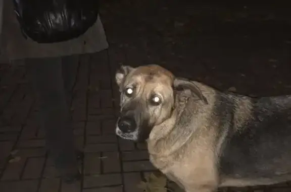 Собака найдена на Пушкарской 29 в Петербурге