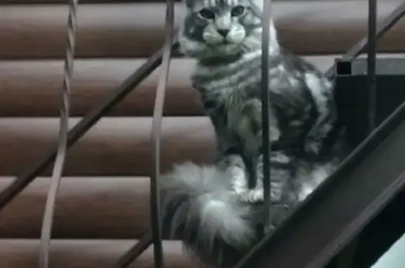 Кошки потеряшки, Антоновка, фото: Потеряшка кот породы мейн кун на Центральной 106