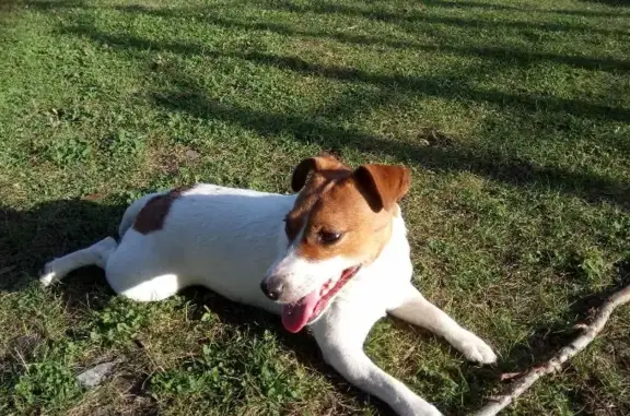 Собаки потеряшки, Ульяновск, фото: Потеряшка собака Риты на проспекте Созидателей, 44