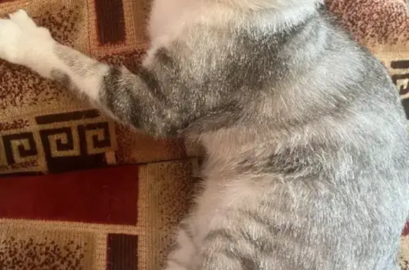 Пропала кошка в Больших Березниках, Мордовия