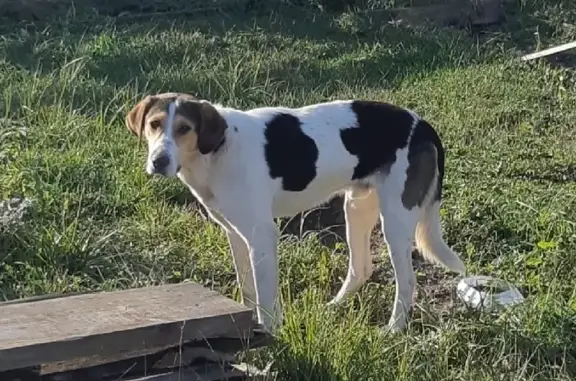 Найдена гончая собака в Илькино, Владимирская область