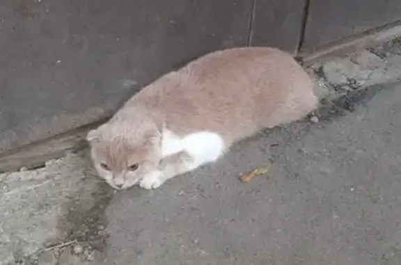 Найдена кошка на ул. Карла Маркса в Тамбове