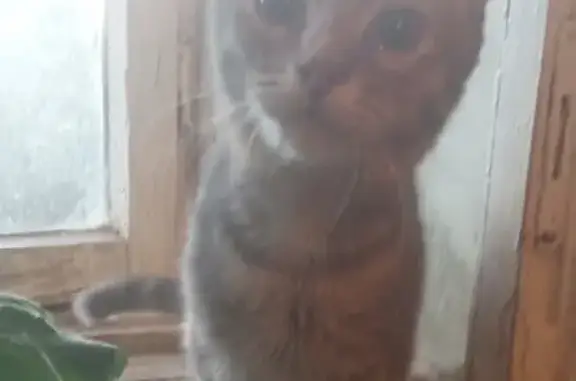 Кошки потеряшки, Ульяновск, фото: Потеряшка кошка на проспекте Нариманова, 91 в Ульяновске