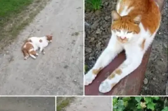 Пропала кошка на улице К.Беляева, Череповец