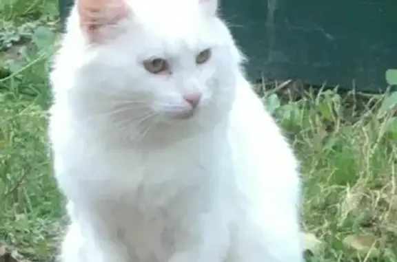 Белый кот найден возле Митяево, Московская область
