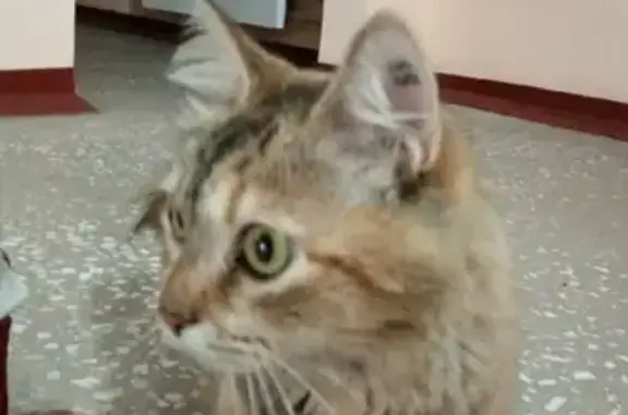 Найдена кошка на Свердловской 137
