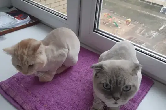 Кошки потеряшки, Набережные Челны, фото: Потеряшка кот в 41 комплексе, Набережные Челны