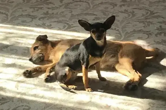 Пропала собака Боня на Солнечной улице