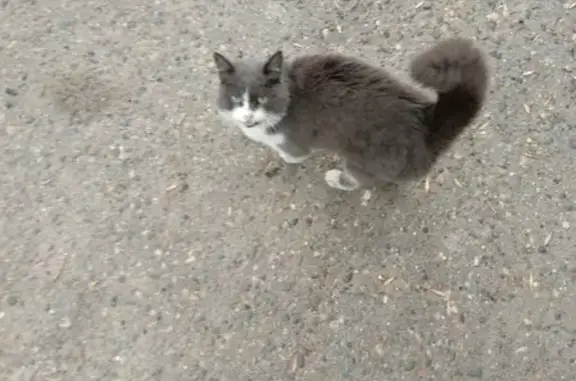 Найдена кошка на Черниговской, 12Б, Ставрополь