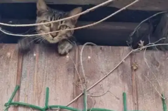 Пропала Бенгальская кошка Тиша, серый пятнистый окрас, Московская область