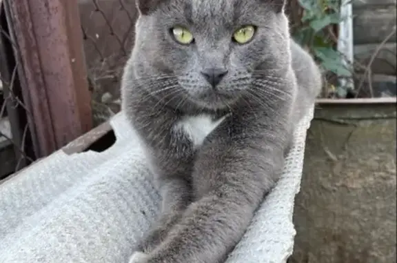 Пропала русская голубая кошка на улице Мусы Джалиля, вознаграждение.