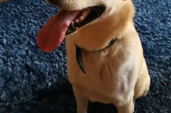 Найденные животные Москва, фото: Найдена собака в Ховрино-Беломорской, ищем хозяина или дом