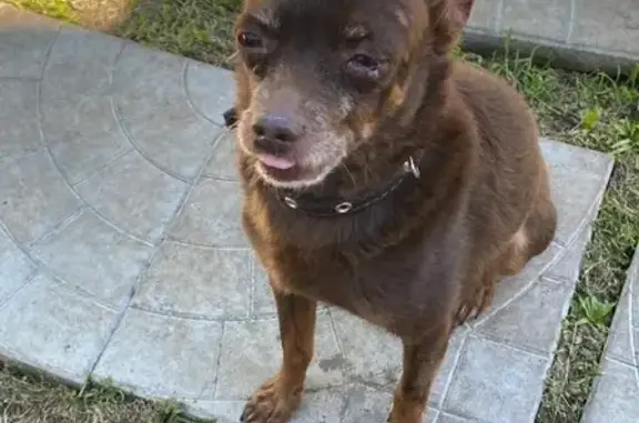 Собаки потеряшки, Санкт-Петербург, фото: Потеряшка собака на Луначарского, СПб