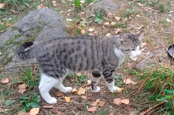 Пропала кошка Полосатый Кот в Ларионовском сельском поселении