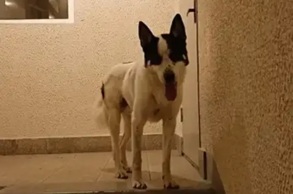 Найдена ласковая собака в Новом Пушкино, ищем помощи