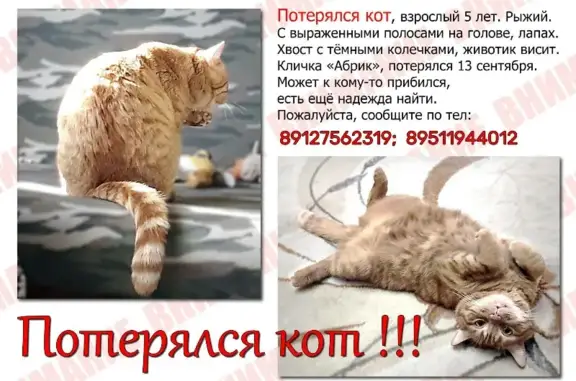 Пропала кошка на улице Воровского в Ижевске