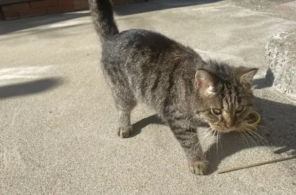 Котик с ошейником на Космической улице