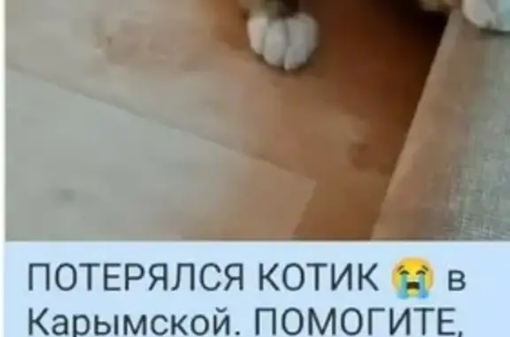 Пропала кошка Вася на ул. Братьев Васильевых, Карымское