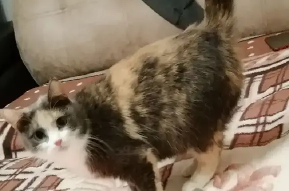 Кошки потеряшки, Ульяновск, фото: Потеряшка трёхцветная кошка на ул. Ульяны Громовой, 2 в Ульяновске