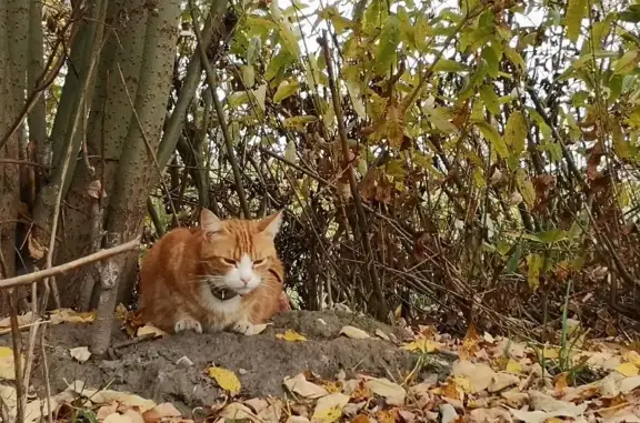 Найден рыжий кот на ул. Громова в Минске