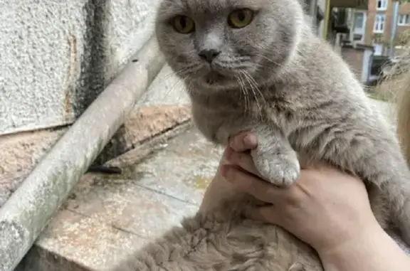 Найдена кошка на Ленинском пр-те, 50 в Калининграде