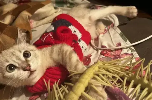 Кошки потеряшки, Москва, фото: Потеряшка кошка на Волгоградском проспекте, 5 мес, бело-серый окрас.