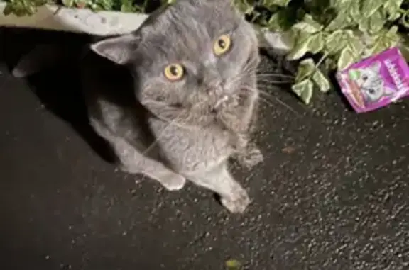 Пропал Британский кот на Карачижской улице в Брянске!