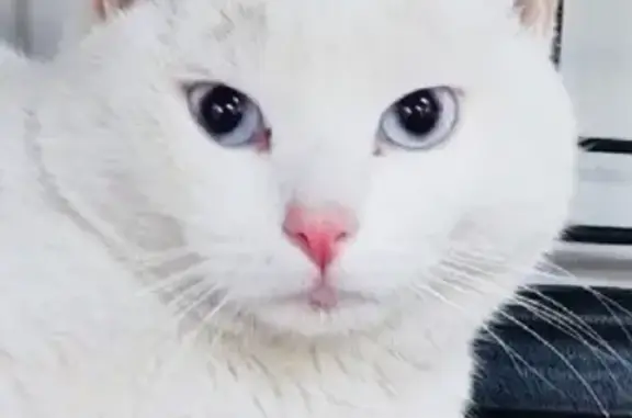 Найден белый кот на проспекте Октября, 18