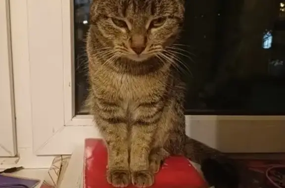 Кошки потеряшки, Москва, фото: Потеряшка кошка Куся на Черняховского, 17 к1, Москва.