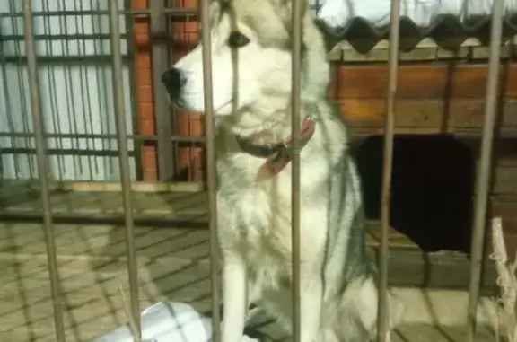 Найдена собака Лайка в Репном, Вологодская область