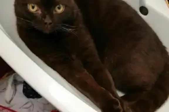 Кошки потеряшки, Курган, фото: Потеряшка кошка Тофик на Школьной, 9, Курган.