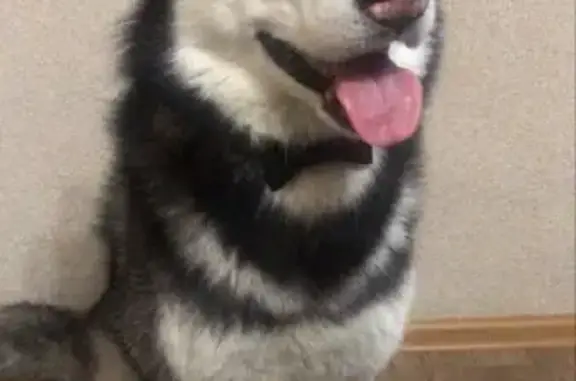 Потерянные животные Новокузнецк, фото: Пропала собака хаски на пр. Советской Армии, Новокузнецк.