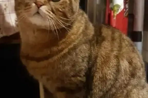 Кошки потеряшки, Санкт-Петербург, фото: Потеряшка кошка Филя на Таллинской улице, СПб