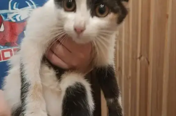 Найдена домашняя кошка на Московском шоссе, Нижний Новгород