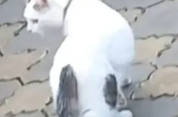 Пропала белая кошка с черно-серым пятном в Ленинском районе, Московская область (46Н-04846)