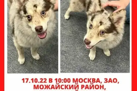 Найдена собака возле Козловского леса, Москва