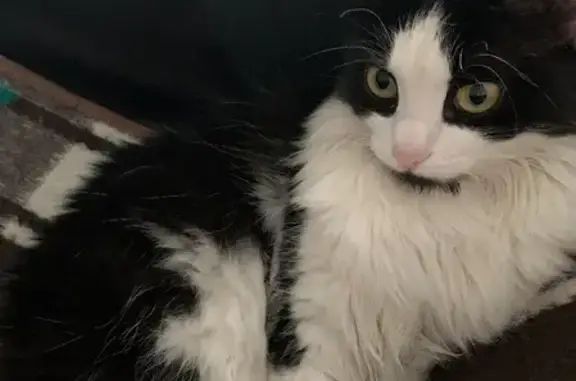 Пропала черно-белая кошка на улице Жданова, Аксай