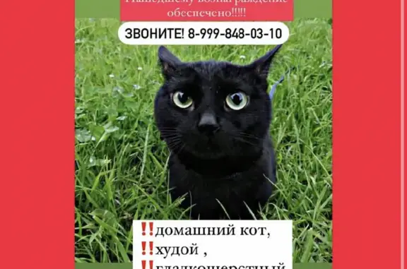 Кошки потеряшки, Москва, фото: Потеряшка черный кот на ул. Ген. Рычагова 26, Москва