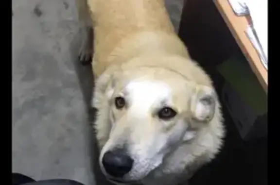 Пропала собака с чипом 049 в Нижнекамске, упитанная девочка с кольцеватым хвостом в отлове.